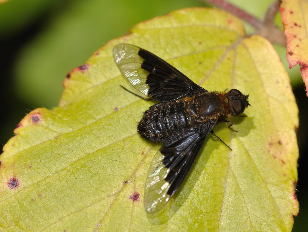 Hemipenthes morio (Bombyliidae)